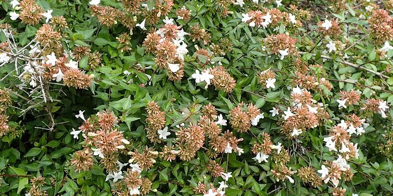 ABELIA 'Edward Goucher' - Abélia à grandes fleurs