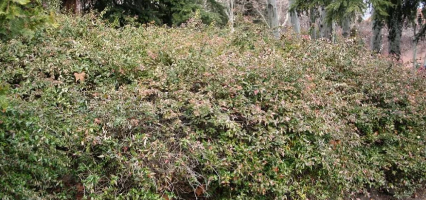 ABELIA 'Edward Goucher' - Abélia à grandes fleurs