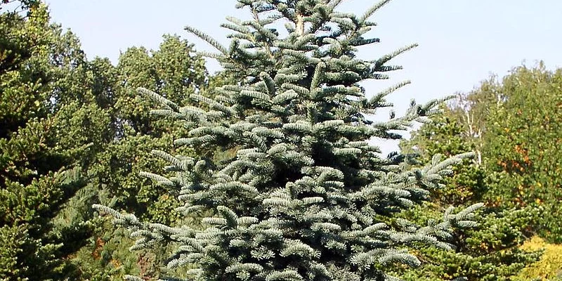 ABIES procera 'Glauca' - Sapin noble argenté