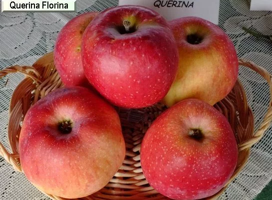 POMMIER 'Querina'® - Arbre fruitier