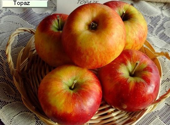 POMMIER 'Topaz'® - Arbre fruitier