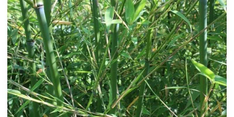 PHYLLOSTACHYS flexuosa - Bambou