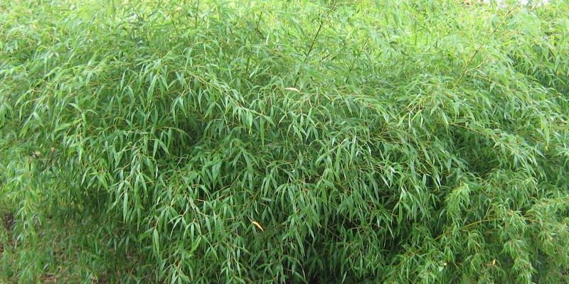 PHYLLOSTACHYS flexuosa - Bambou