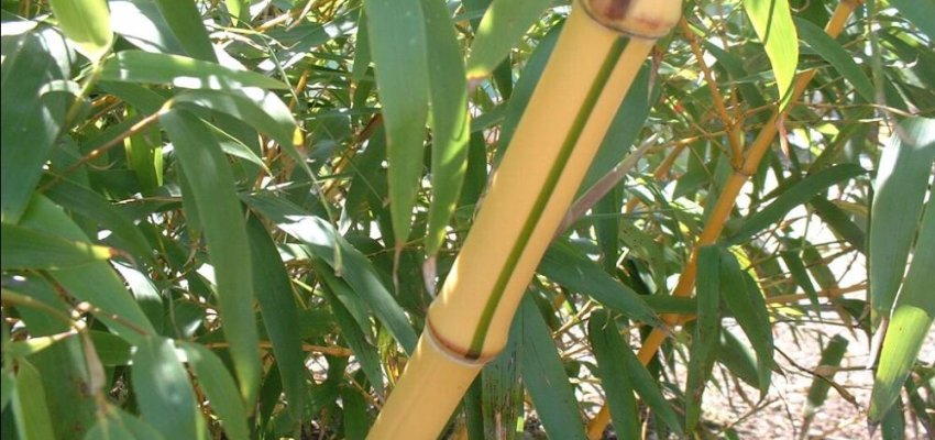 PHYLLOSTACHYS Vivax 'Aureocaulis' - Bambou