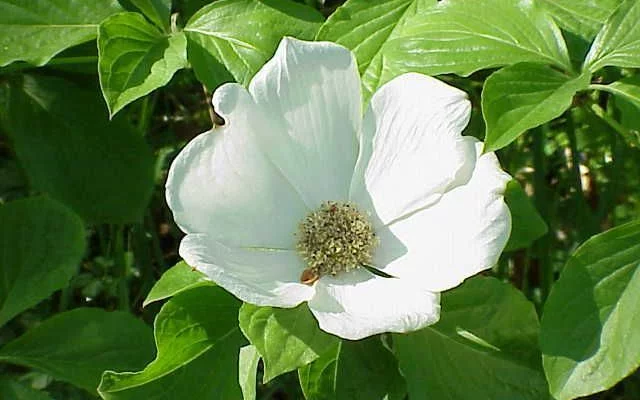 CORNUS nuttallii - Cornouiller à fleurs