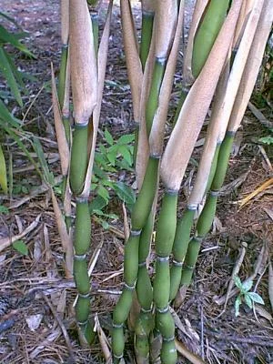 PSEUDOSASA Japonica 'Tsutsumiana'