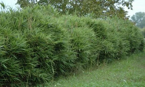 PSEUDOSASA Japonica 'Tsutsumiana'