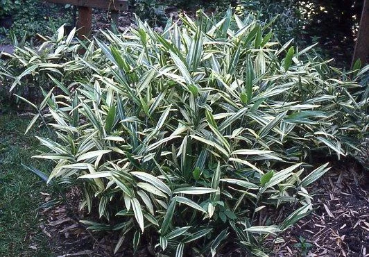 SASAELLA Masamuneana 'Albostriata' - Bambou nain