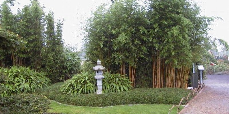 SEMIARUNDINARIA Fastuosa - Bambou