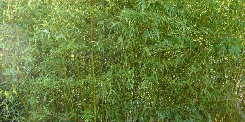 PHYLLOSTACHYS humilis - Bambou