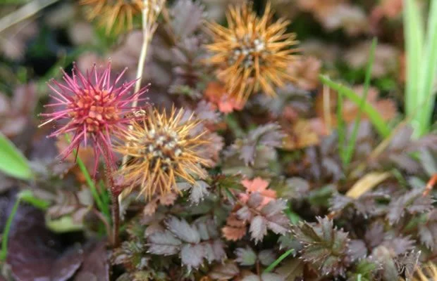 ACAENA magellanica - Lampourde