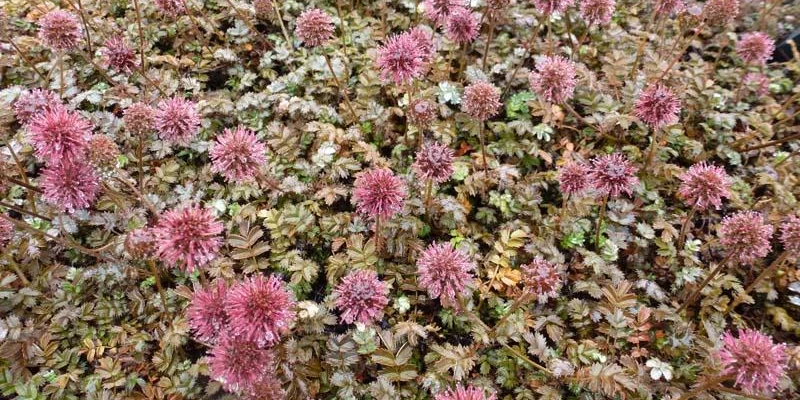 ACAENA microphylla 'Kupferteppich'