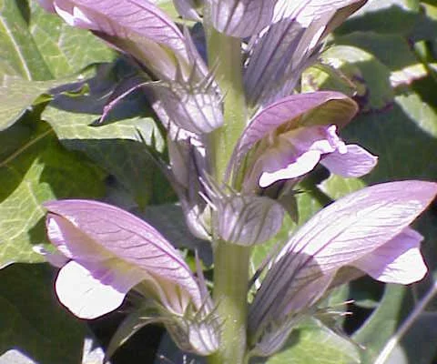 ACANTHUS hungaricus