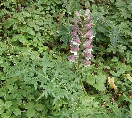 ACANTHUS spinosus