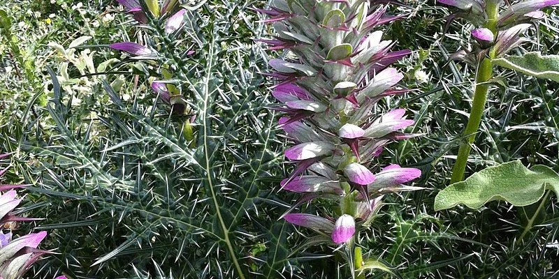 ACANTHUS spinosus