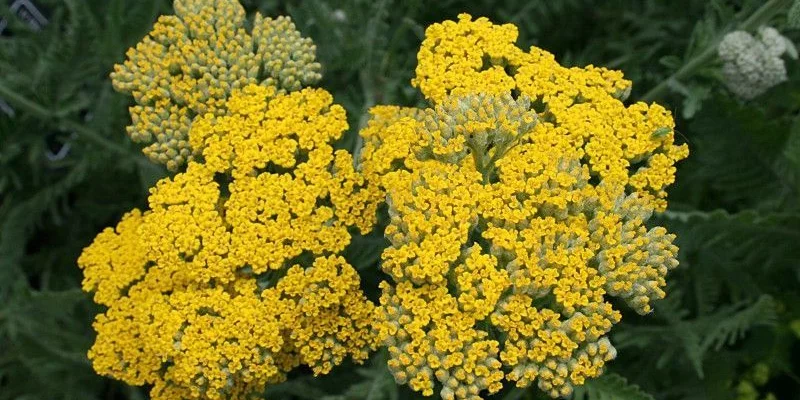 ACHILLEA 'Coronation Gold'