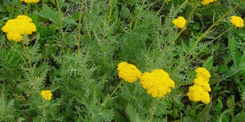 ACHILLEA filipendulina 'Cloth of gold'