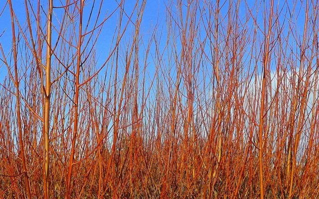 CORNUS sanguinea 'Winter Flame' - Cornus sanguin