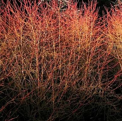 CORNUS sanguinea 'Winter Flame' - Cornus sanguin