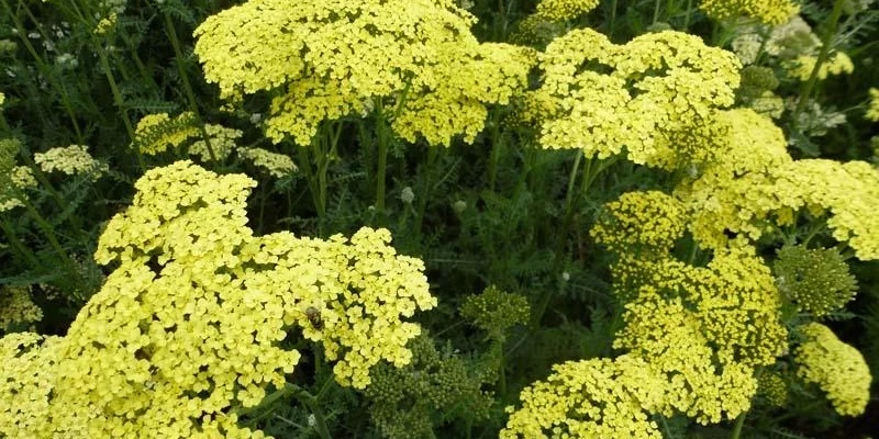 ACHILLEA filipendulina 'Credo' - Achillée 'Credo'