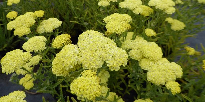 ACHILLEA 'Taygetea'