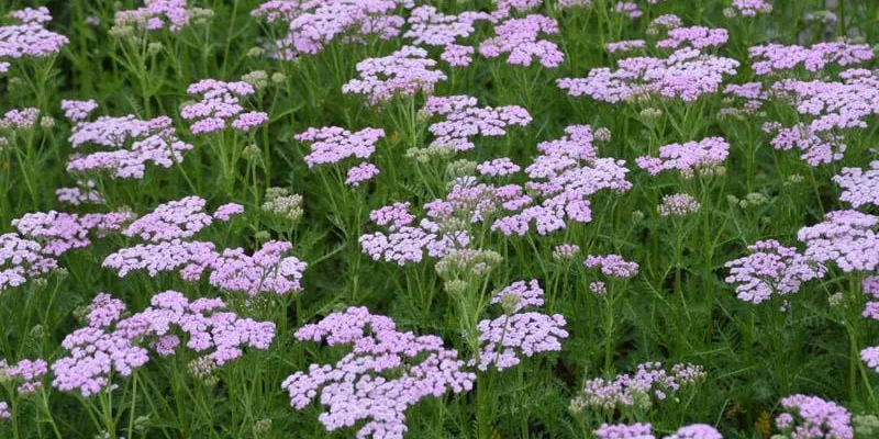 ACHILLEA millefolium 'Lilac Beauty'