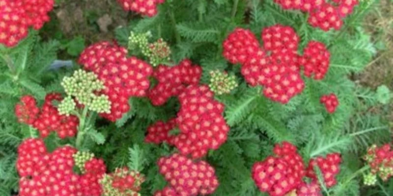 ACHILLEA millefolium 'Red Velvet' - Achillée