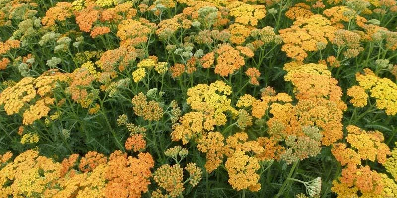 ACHILLEA millefolium 'Terra Cotta'