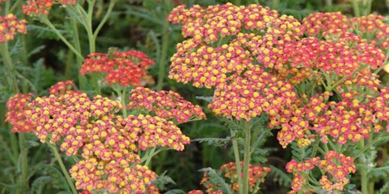 ACHILLEA filipendulina 'Walter Funcke'