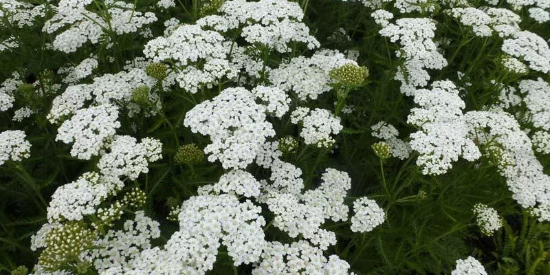 ACHILLEA millefolium 'Weisses Wunder' - Achillée