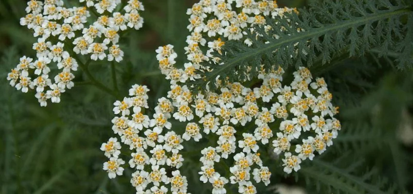 ACHILLEA millefolium 'White Beauty' - Achillée millefeuille