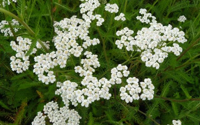 ACHILLEA millefolium 'White Beauty' - Achillée millefeuille