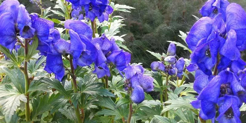 ACONITUM carmichaelii 'Arendsii'