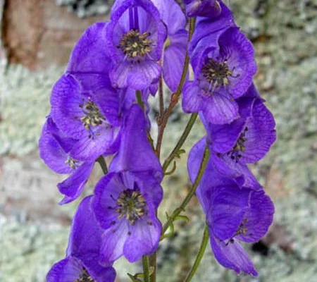 ACONITUM carmichaelii 'Arendsii'