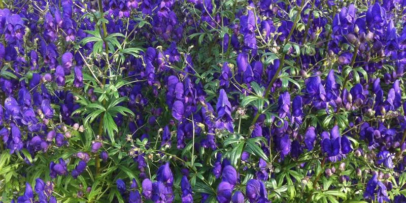 ACONITUM henryi 'Spark's Variety' - Aconit