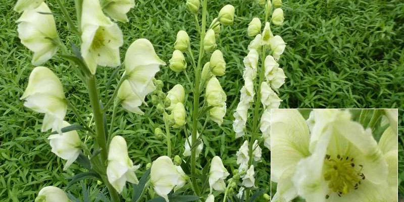 ACONITUM napellus 'Schneewittchen' - Aconit