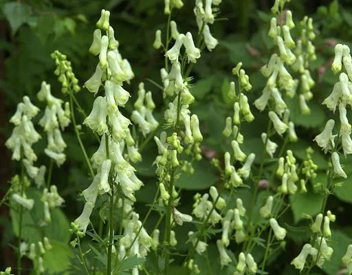 ACONITUM septentrionale 'Ivorine' - Aconit