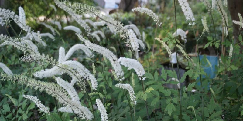 ACTAEA ACERINA/ CIMICIFUGA japonica - Cierge d'argent