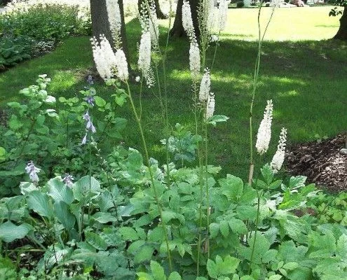 ACTAEA racemosa 'Cordifolia' / CIMICIFUGA cordifolia - Cierger d'argent, Bugbane