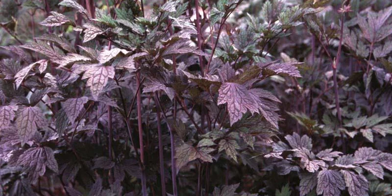 ACTAEA simplex 'Atropurpurea' - Cierge d'argent