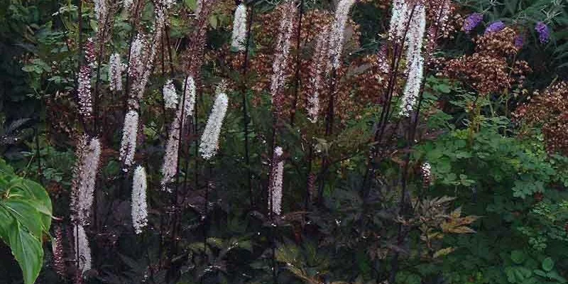 ACTAEA simplex 'Atropurpurea' - Cierge d'argent