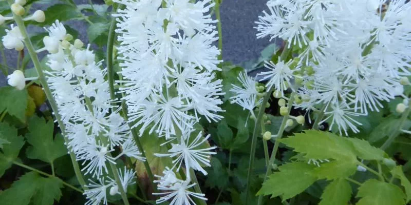 ACTAEA simplex 'White Pearl' / CIMICIFUGA 'White Pearl' - Cierge d'argent