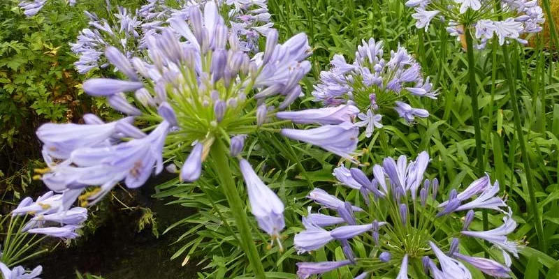 AGAPANTHUS 'Blue Triumphator' - Agapanthe à fleurs bleues