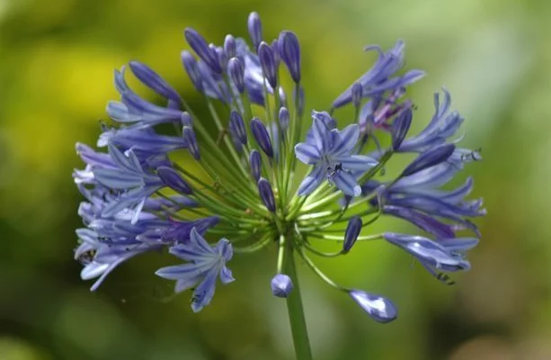 AGAPANTHUS 'Blue Triumphator' - Agapanthe à fleurs bleues