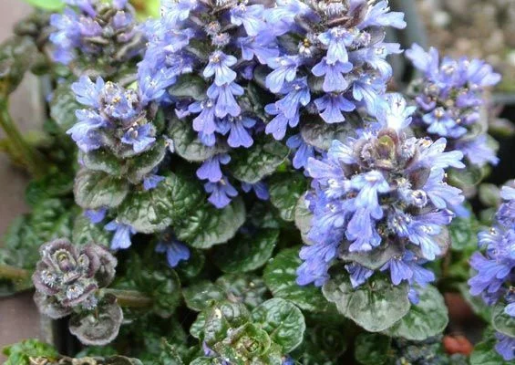 AJUGA pyramidalis 'Metallica Crispa' - Bugle pyramidalis