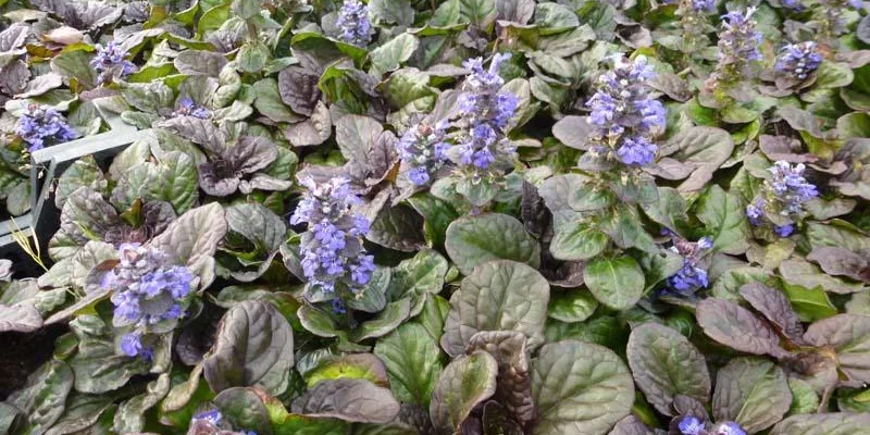 AJUGA reptans 'Catlin's Giant' - Bugle rampant