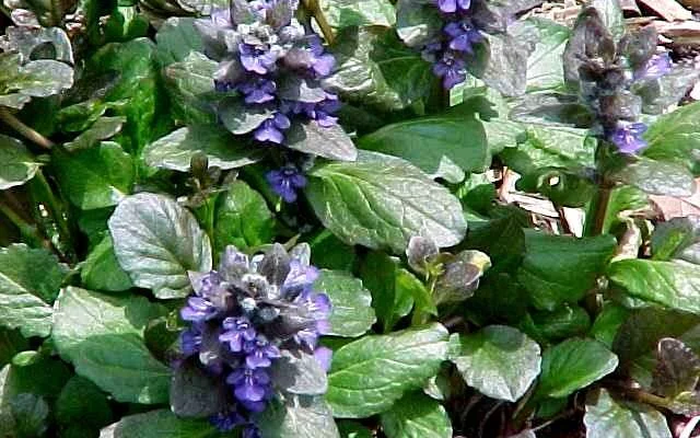 AJUGA reptans 'Catlin's Giant' - Bugle rampant