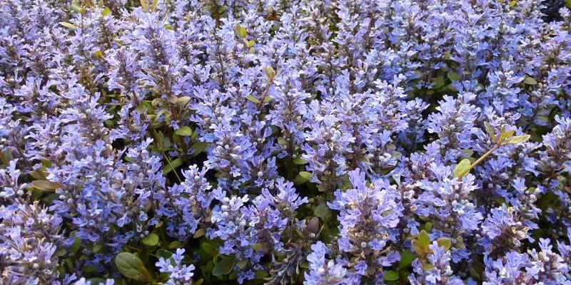 AJUGA reptans 'Chocolate Chip'