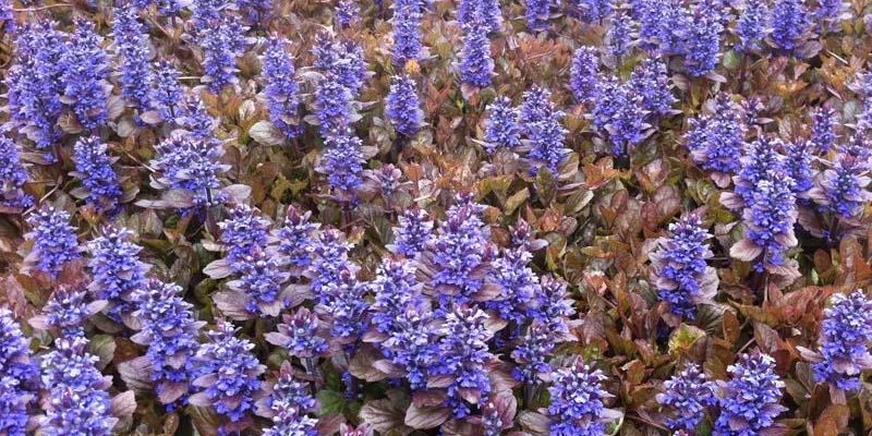 AJUGA reptans 'Multicolor' - Bugle rampant