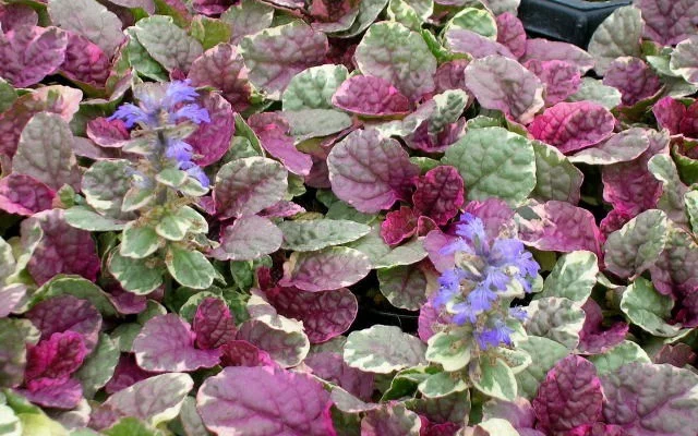 AJUGA reptans 'Multicolor' - Bugle rampant